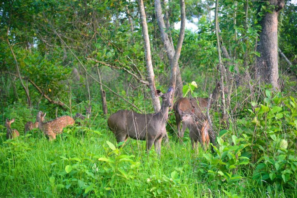 Hotel Greenland Safari Sauraha Eksteriør billede