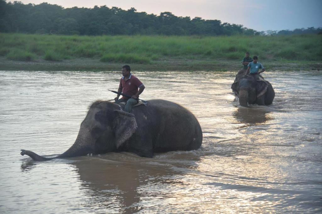 Hotel Greenland Safari Sauraha Eksteriør billede